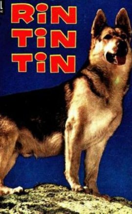 Rin Tin Tin izle